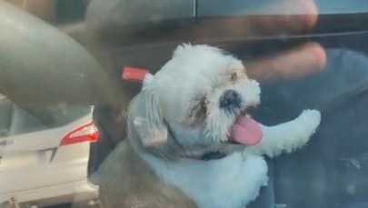 Pies zamknięty w nagrzanym bmw. Pomoc nadeszła w ostatniej chwili 