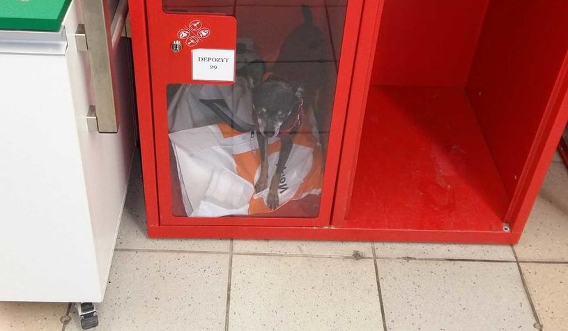 Pies zamknięty w szafce /facebook.com