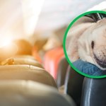 Pies zanieczyszczał powietrze podczas lotu. Dostali wysokie odszkodowanie