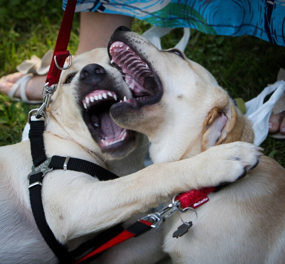 Pies zaprzyjaźnił się z nami na polowaniach