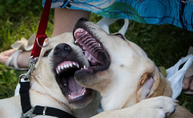Pies zaprzyjaźnił się z nami na polowaniach