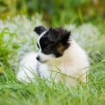 chory pies Pies zjada trawę i zwraca ją. To może być sygnał dla jego opiekuna