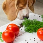 Pies zjadł to warzywo? Lepiej idź z nim do weterynarza