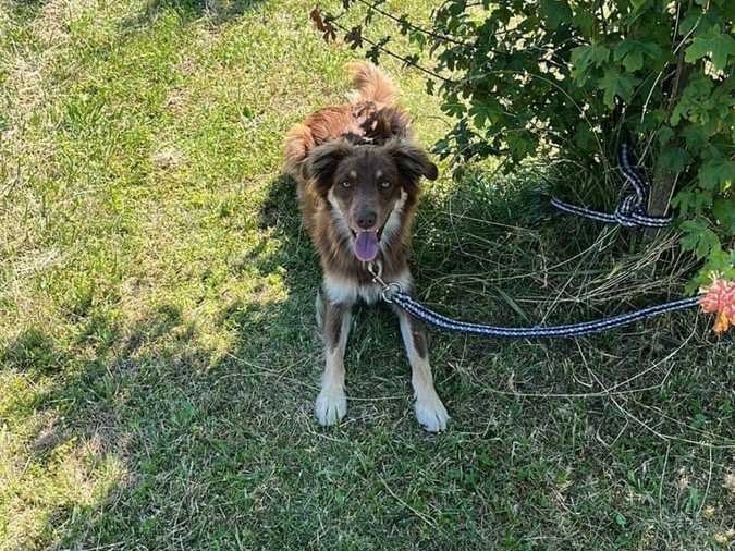 Pies znaleziony przez policjantów /Policja Podkarpacka /Policja