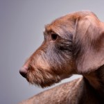 Pies zniknął, opiekunowie stracili nadzieję. Odnalazł się daleko od domu