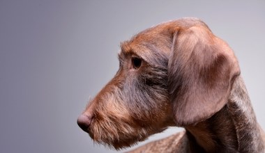 Pies zniknął, opiekunowie stracili nadzieję. Odnalazł się daleko od domu