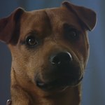 Piesek bohaterem zabawnej reklamy Far Cry 5
