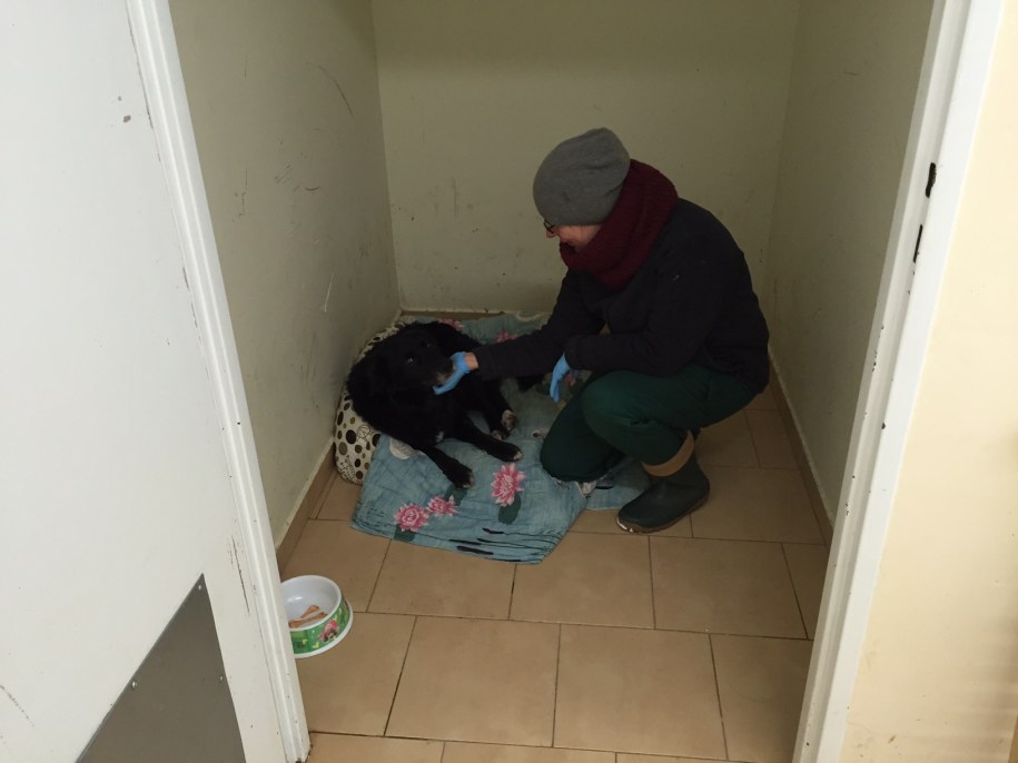 Piesek jest pod opieką schroniska /Piotr Bułakowski /RMF FM