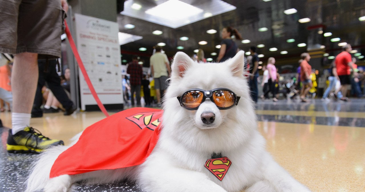 Piesek przebrany za Krypto podczas Wizard World Comic Con w Chicago w 2014 /Daniel Boczarski / Contributor /Getty Images