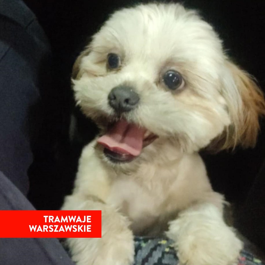 Piesek uratowany przez motorniczego /Tramwaje Warszawskie /