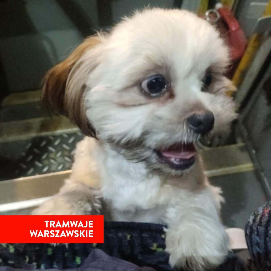 Piesek uratowany przez motorniczego /Tramwaje Warszawskie /