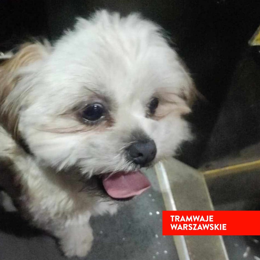 Piesek uratowany przez motorniczego /Tramwaje Warszawskie /