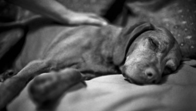 Pieskie życie w Londynie