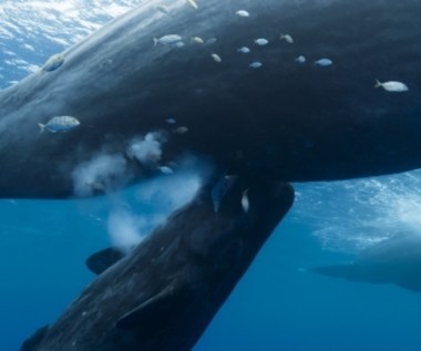 "Pieśni wielorybów": Niektóre osiągają wagę 170 ton! Spektakularne widowisko!