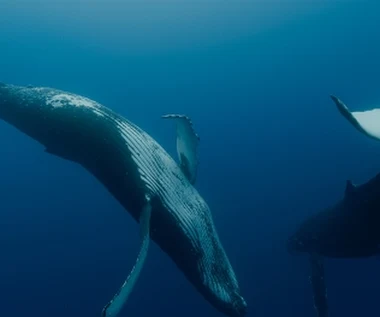 "Pieśni wielorybów" [trailer]