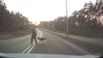 Piesza wbiegła przed auto i wciągnęła psa