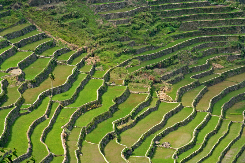 Piętrowe plantacje ryżu są tak piękne, że nazywa się je ósmym cudem świata &nbsp; /&copy; Panthermedia