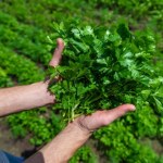 Pietruszka marnieje? Ten sposób sprawi, że zbiory będą dwa razy lepsze