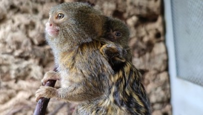 Pigmejka karłowata urodziła się w śląskim zoo 
