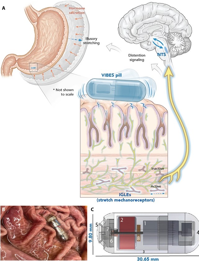 Pigułka VIBES aktywuje receptory rozciągania w jelitach, powodując uczucie sytości /Srinivasan i wsp., Science Advances , 2023 /materiały prasowe