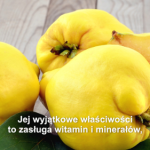 pigwa właściwości lecznicze Pigwa bywa nazywana polską cytryną. Jakie ma właściwości?