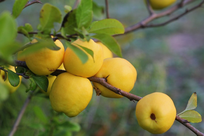 Pigwa nazywana "polską cytryną", owocuje na jesień, a zbiory trwają od września do końca października /123RF/PICSEL