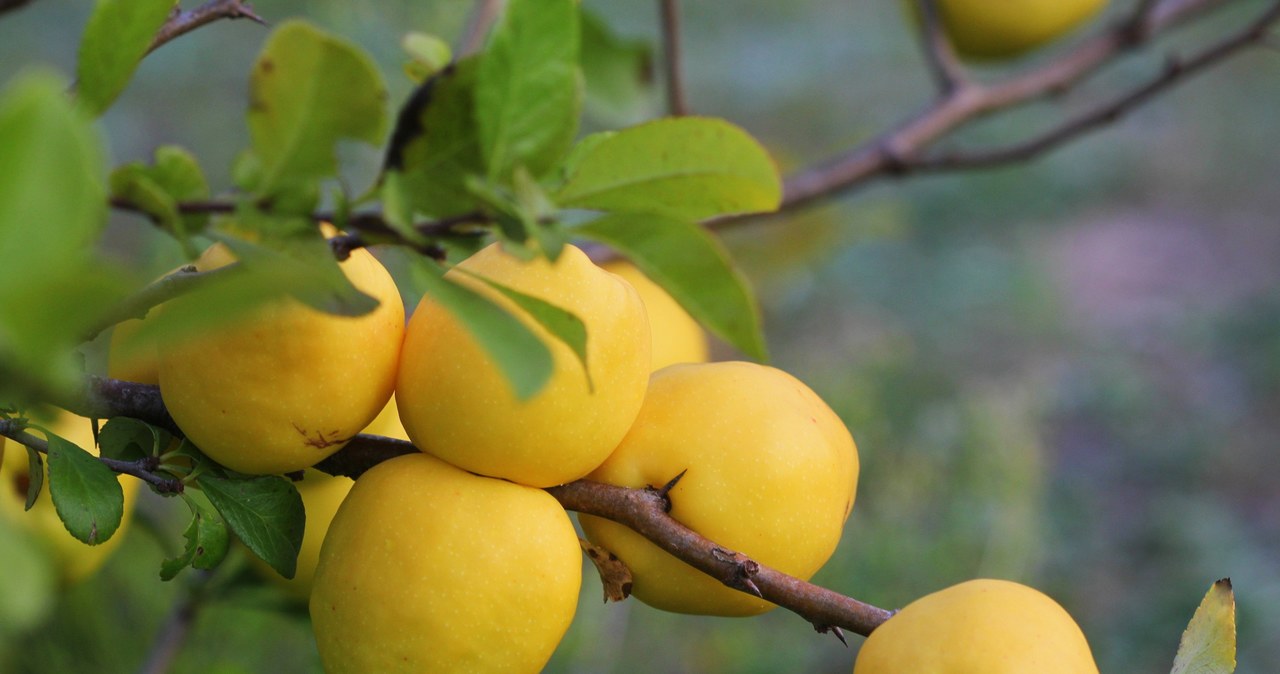 Pigwa nazywana "polską cytryną", owocuje na jesień, a zbiory trwają od września do końca października /123RF/PICSEL