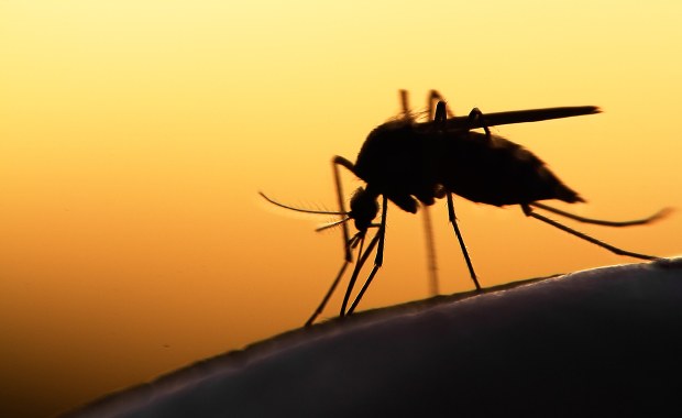 Piją ludzką krew od blisko 2 milionów lat. Ewolucyjna zagadka rozwiązana