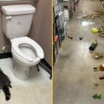 Pijacka eskapada szopa pracza. Włamanie zakończone kacem gigantem