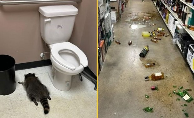 Pijacka eskapada szopa pracza. Włamanie zakończone kacem gigantem