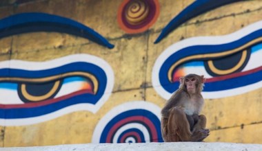 Pijana małpa terroryzuje turystów. Atakuje i gryzie dzieci