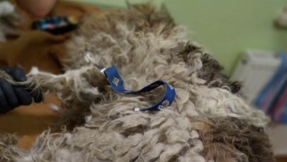 Pijana wyrzuciła psa przez balkon. 42-latka w rękach policji