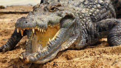 Pijany 21-latek wskoczył do stawu z krokodylami. Przeżył, ale stracił rękę