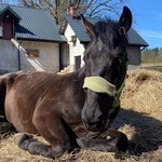 Pijany mężczyzna okaleczył konia. Trzymał go bez wody i jedzenia