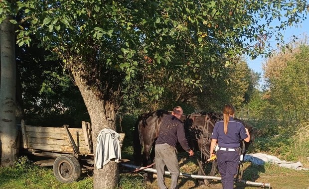 Pijany woźnica utknął między drzewami. Miał ponad 2 promile