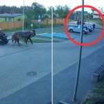 Pijany woźnica wjechał na teren komendy. Policjant nie mógł go dogonić. WIDEO