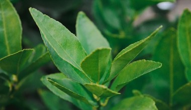 Piję tylko szklankę. Łagodzi wzdęcia, niestrawność i uczucie ciężkości po jedzeniu