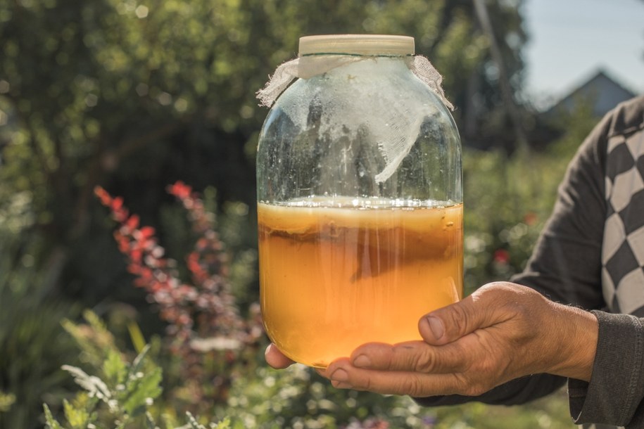 Pijesz kombuchę na stany zapalne? Kluczowy jest ten jeden dzień fermentacji /Shutterstock