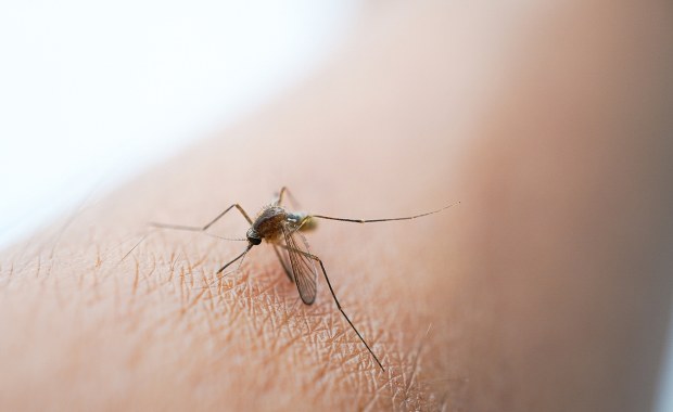 Pijesz ten napój? Komary już na ciebie czekają