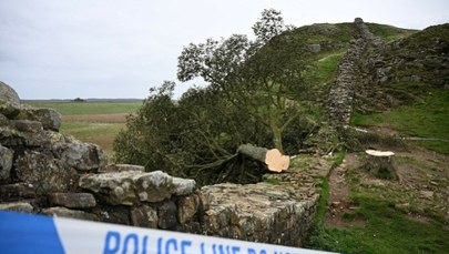 Piłą mechaniczną w drzewo z Robin Hooda. Surowa kara dla sprawców