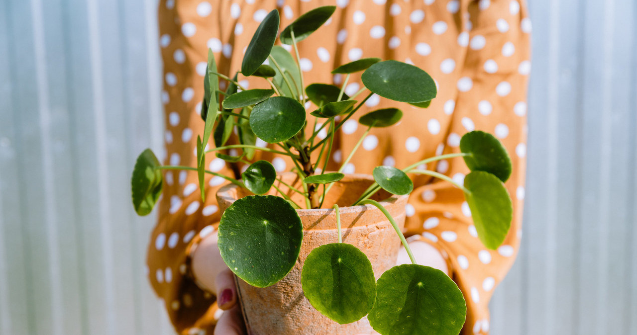 Pilea peperomioides to łatwa w pielęgnacji roślina doniczkowa. Wystarczy pamiętać o kilku zasadach. /123RF/PICSEL