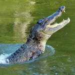 Piłka wpadła chłopcom do wody. Zaatakował potężny gad