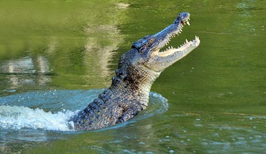 Piłka wpadła chłopcom do wody. Zaatakował potężny gad