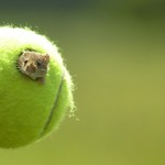 Piłki tenisowe z Wimbledonu pomagają myszom. Chronią je przed śmiercią