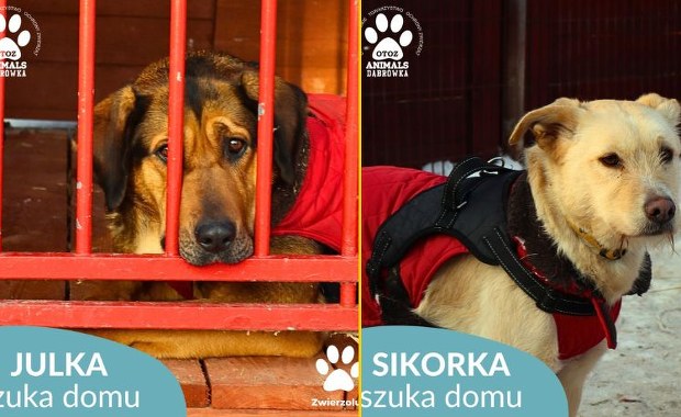 Pilny apel schroniska na Pomorzu. Poszukiwane są domy tymczasowe dla psów