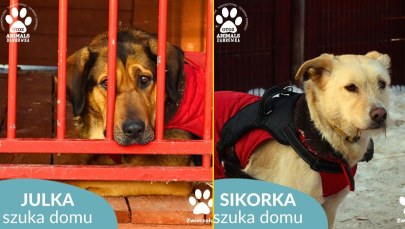 Pilny apel schroniska na Pomorzu. Poszukiwane są domy tymczasowe dla psów