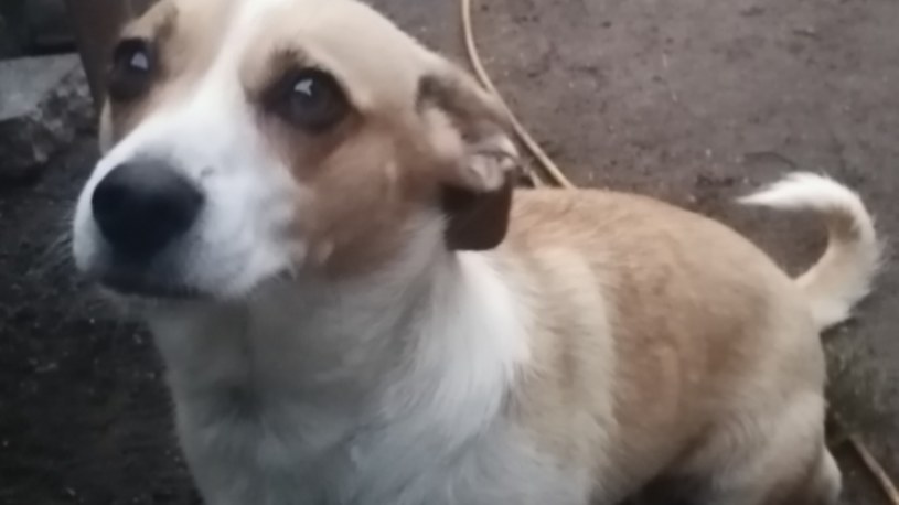 Pimpek został skatowany na śmierć /OTOZ Animals Inspektorat w Braniewie /facebook.com