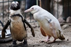 Pingwin albinos urodził się w gdańskim zoo