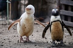 Pingwin albinos urodził się w gdańskim zoo