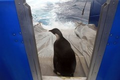 Pingwin Happy Feet wrócił na Antarktydę